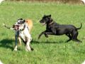 ostersonntag_-doggentreffen_045.jpg