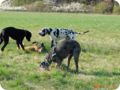 ostersonntag_-doggentreffen_046.jpg