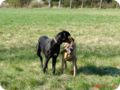 ostersonntag_-doggentreffen_048.jpg