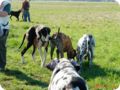 ostersonntag_-doggentreffen_051.jpg