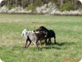ostersonntag_-doggentreffen_053.jpg