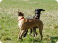 ostersonntag_-doggentreffen_054.jpg