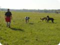 ostersonntag_-doggentreffen_056.jpg