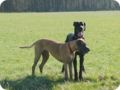 ostersonntag_-doggentreffen_057.jpg