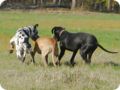 ostersonntag_-doggentreffen_059.jpg