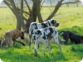 ostersonntag_-doggentreffen_062.jpg