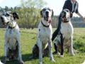 ostersonntag_-doggentreffen_064.jpg