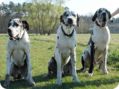 ostersonntag_-doggentreffen_065.jpg