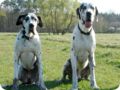 ostersonntag_-doggentreffen_066.jpg