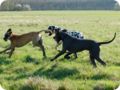 ostersonntag_-doggentreffen_067.jpg