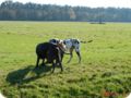 ostersonntag_-doggentreffen_068.jpg
