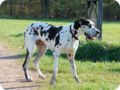 ostersonntag_-doggentreffen_072.jpg