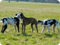 ostersonntag_-doggentreffen_074.jpg