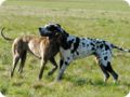ostersonntag_-doggentreffen_076.jpg