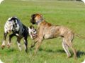 ostersonntag_-doggentreffen_077.jpg