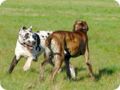 ostersonntag_-doggentreffen_078.jpg