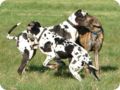 ostersonntag_-doggentreffen_079.jpg