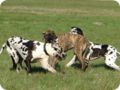 ostersonntag_-doggentreffen_081.jpg