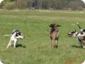 ostersonntag_-doggentreffen_082.jpg