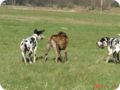 ostersonntag_-doggentreffen_083.jpg