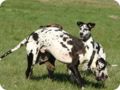 ostersonntag_-doggentreffen_084.jpg