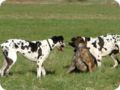 ostersonntag_-doggentreffen_085.jpg