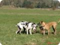 ostersonntag_-doggentreffen_086.jpg