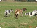 ostersonntag_-doggentreffen_087.jpg