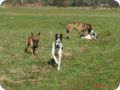 ostersonntag_-doggentreffen_088.jpg