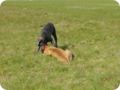 ostersonntag_-doggentreffen_129.jpg
