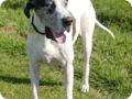 ostersonntag_-doggentreffen_131.jpg