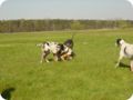 ostersonntag_-doggentreffen_132.jpg