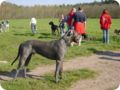 ostersonntag_-doggentreffen_134.jpg