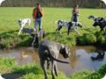 ostersonntag_-doggentreffen_139.jpg