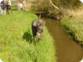 ostersonntag_-doggentreffen_143.jpg