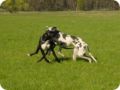ostersonntag_-doggentreffen_147.jpg