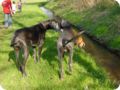 ostersonntag_-doggentreffen_149.jpg