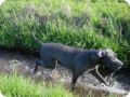 ostersonntag_-doggentreffen_163.jpg