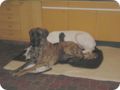 ostersonntag_-doggentreffen_165.jpg