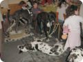 ostersonntag_-doggentreffen_173.jpg