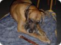 ostersonntag_-doggentreffen_186.jpg