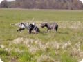 ostersonntag_-doggentreffen_187.jpg