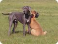 ostersonntag_-doggentreffen_200.jpg
