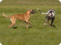 ostersonntag_-doggentreffen_201.jpg