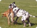 ostersonntag_-doggentreffen_202.jpg