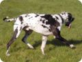 ostersonntag_-doggentreffen_203.jpg