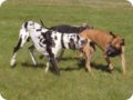 ostersonntag_-doggentreffen_204.jpg