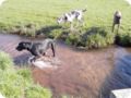 ostersonntag_-doggentreffen_206.jpg