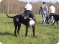ostersonntag_-doggentreffen_208.jpg