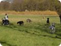 ostersonntag_-doggentreffen_217.jpg